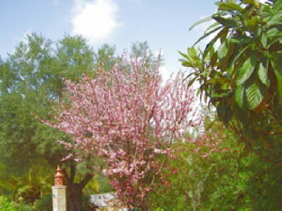 tn_250---garden